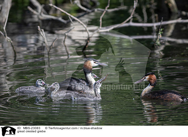 Haubentaucher / great crested grebe / MBS-23083