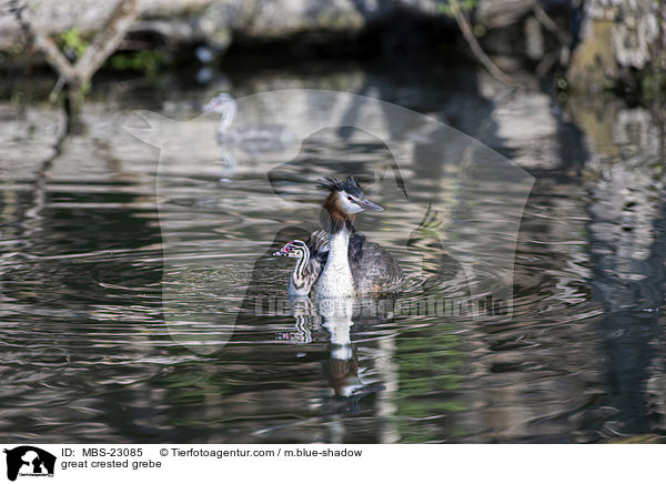 Haubentaucher / great crested grebe / MBS-23085
