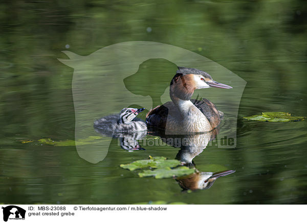 Haubentaucher / great crested grebe / MBS-23088