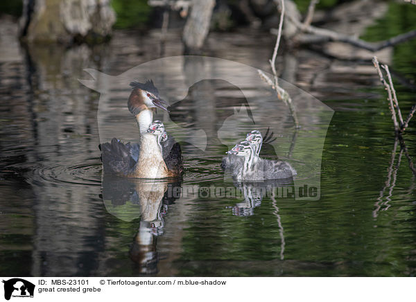 Haubentaucher / great crested grebe / MBS-23101