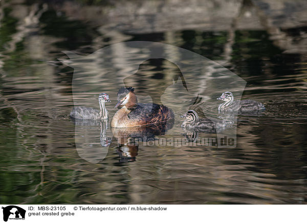 Haubentaucher / great crested grebe / MBS-23105