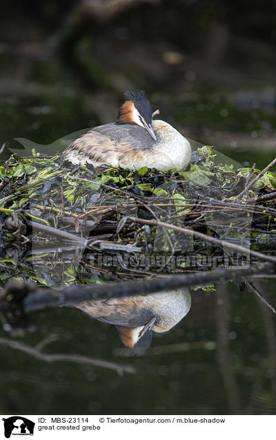 Haubentaucher / great crested grebe / MBS-23114