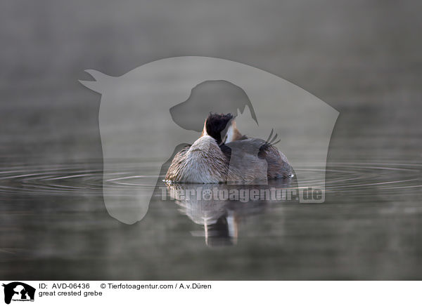 Haubentaucher / great crested grebe / AVD-06436