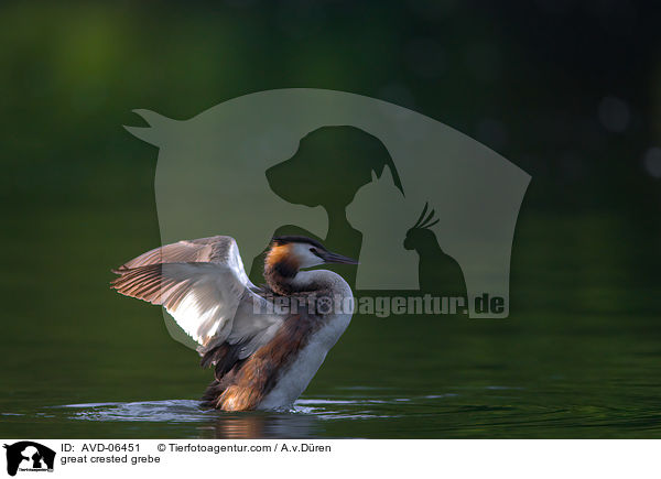 Haubentaucher / great crested grebe / AVD-06451