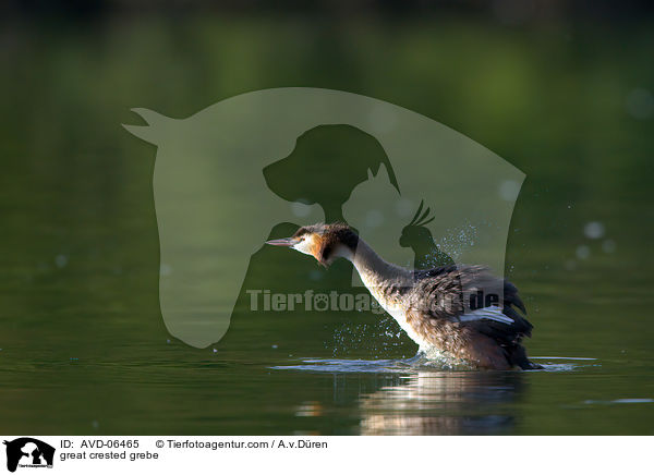 Haubentaucher / great crested grebe / AVD-06465