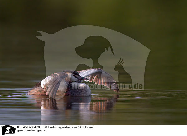 great crested grebe / AVD-06470
