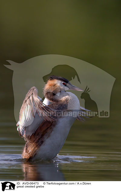 great crested grebe / AVD-06473