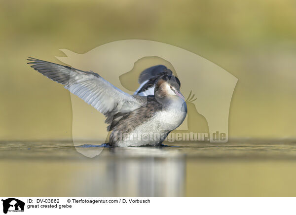 Haubentaucher / great crested grebe / DV-03862