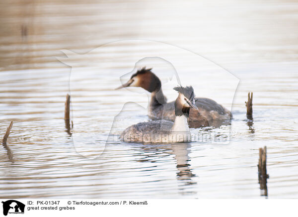 Haubentaucher / great crested grebes / PK-01347