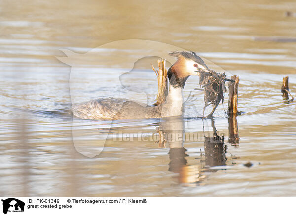 Haubentaucher / great crested grebe / PK-01349