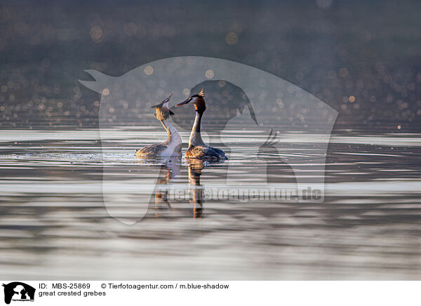 great crested grebes / MBS-25869