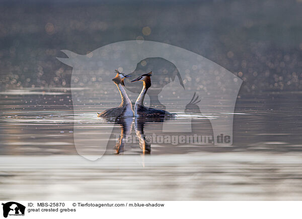 Haubentaucher / great crested grebes / MBS-25870