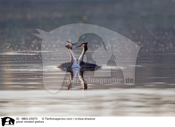 great crested grebes / MBS-25870