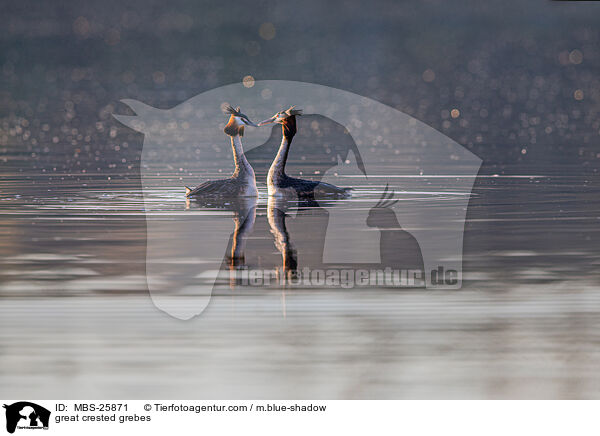 great crested grebes / MBS-25871