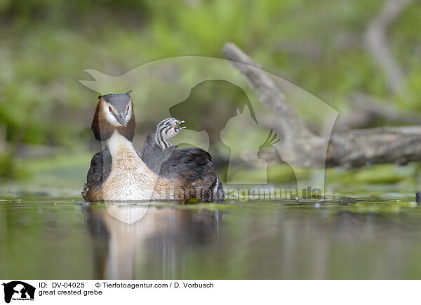 great crested grebe / DV-04025