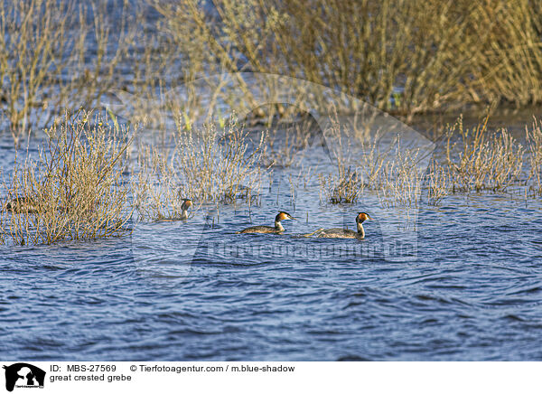 great crested grebe / MBS-27569