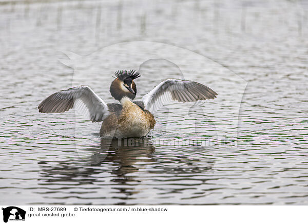 great crested grebe / MBS-27689