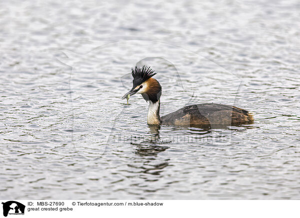 great crested grebe / MBS-27690