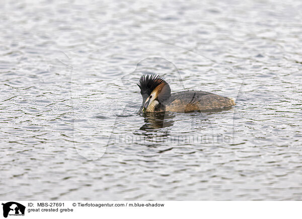 great crested grebe / MBS-27691