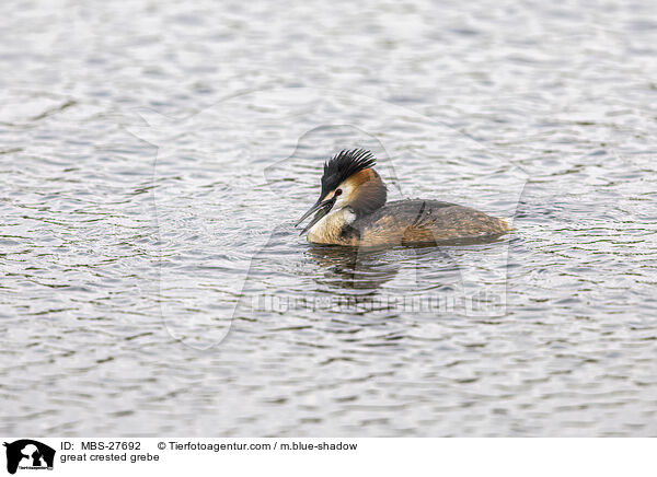 Haubentaucher / great crested grebe / MBS-27692