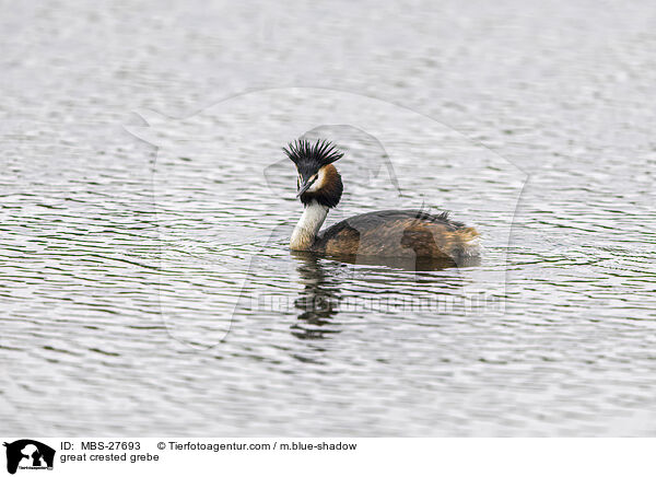 great crested grebe / MBS-27693