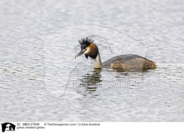 great crested grebe / MBS-27698