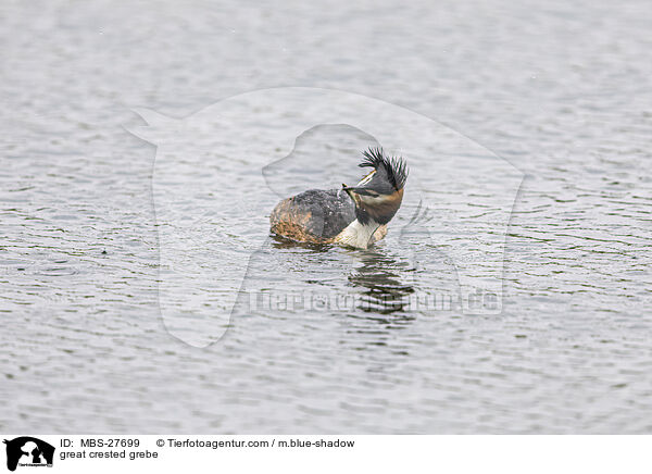 great crested grebe / MBS-27699