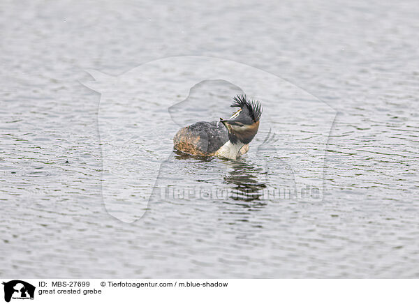 Haubentaucher / great crested grebe / MBS-27699