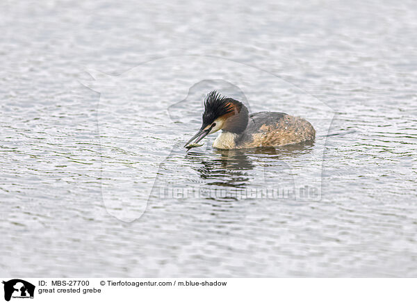 great crested grebe / MBS-27700
