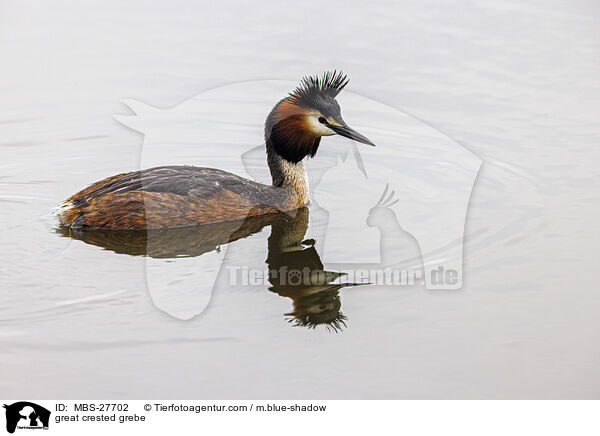 great crested grebe / MBS-27702