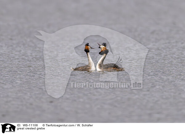 Haubentaucher / great crested grebe / WS-11106
