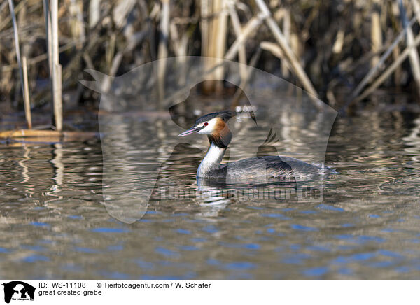 Haubentaucher / great crested grebe / WS-11108