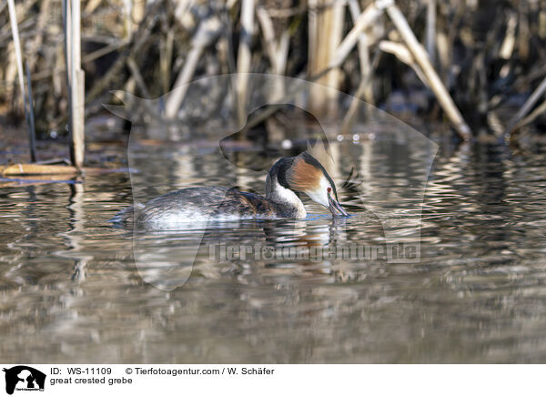 Haubentaucher / great crested grebe / WS-11109