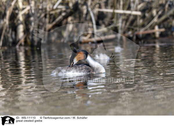 Haubentaucher / great crested grebe / WS-11110