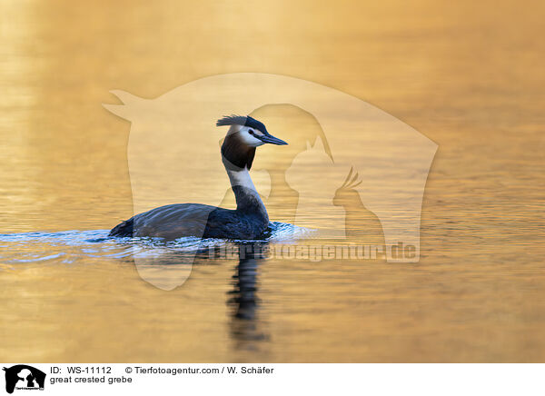 Haubentaucher / great crested grebe / WS-11112