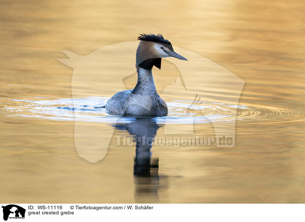 Haubentaucher / great crested grebe / WS-11116