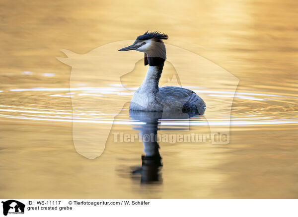Haubentaucher / great crested grebe / WS-11117
