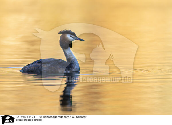 Haubentaucher / great crested grebe / WS-11121