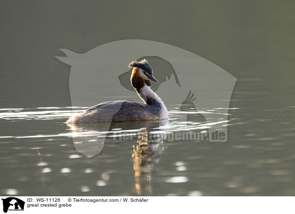 Haubentaucher / great crested grebe / WS-11126