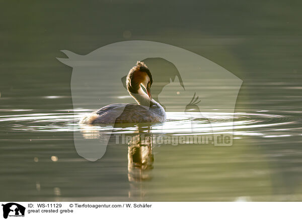 Haubentaucher / great crested grebe / WS-11129