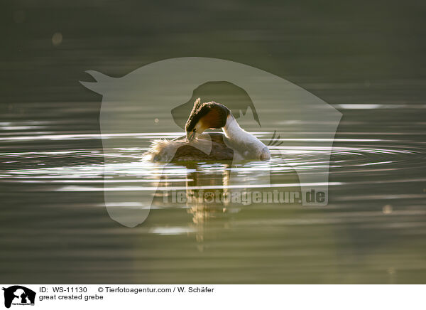 Haubentaucher / great crested grebe / WS-11130
