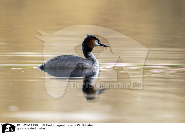 Haubentaucher / great crested grebe / WS-11136