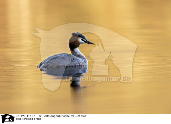 Haubentaucher / great crested grebe / WS-11137