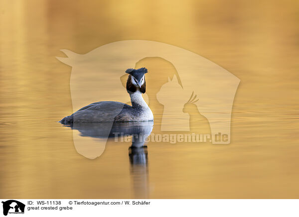 Haubentaucher / great crested grebe / WS-11138