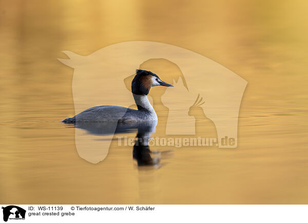 Haubentaucher / great crested grebe / WS-11139