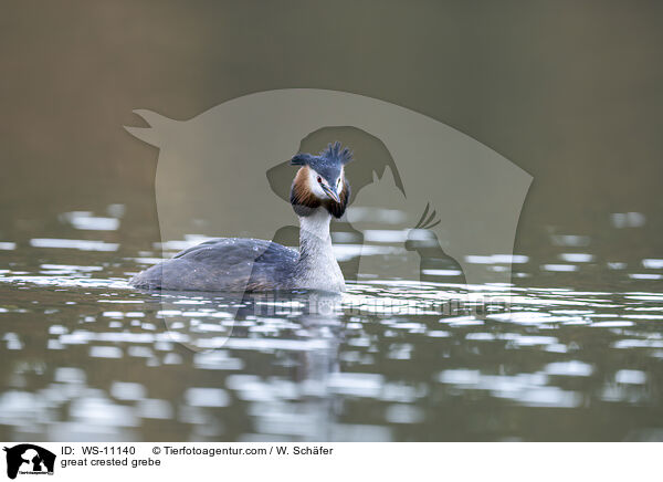 Haubentaucher / great crested grebe / WS-11140