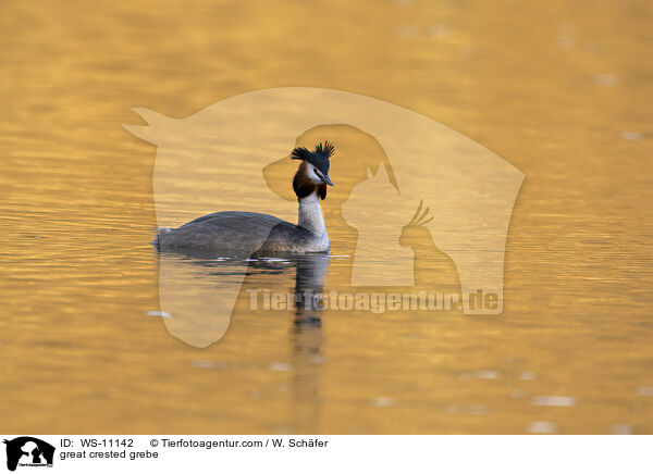 Haubentaucher / great crested grebe / WS-11142