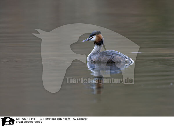 Haubentaucher / great crested grebe / WS-11145