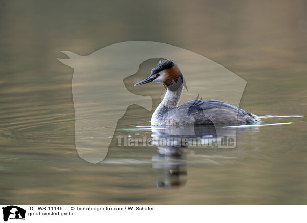 Haubentaucher / great crested grebe / WS-11146