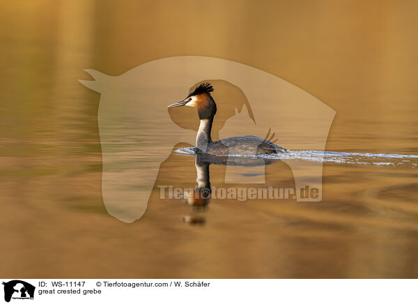Haubentaucher / great crested grebe / WS-11147